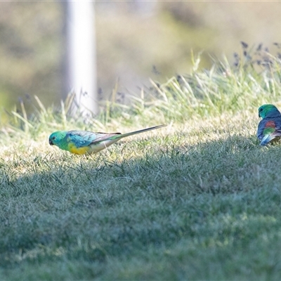 Psephotus haematonotus (Red-rumped Parrot) at Hawker, ACT - 14 Oct 2025 by AlisonMilton