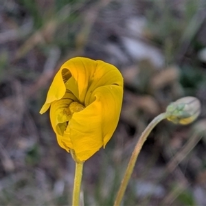 Unverified Plant at Gungahlin, ACT - Today by chriselidie
