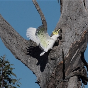 Cacatua galerita by AlisonMilton