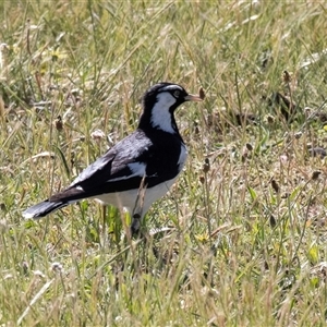 Grallina cyanoleuca at Hawker, ACT - Today by AlisonMilton