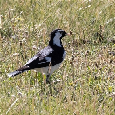 Grallina cyanoleuca at Hawker, ACT - 14 Oct 2025 by AlisonMilton