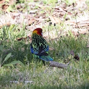 Platycercus eximius at Hawker, ACT - Today by AlisonMilton