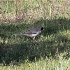 Manorina melanocephala at Hawker, ACT - 14 Oct 2025 by AlisonMilton