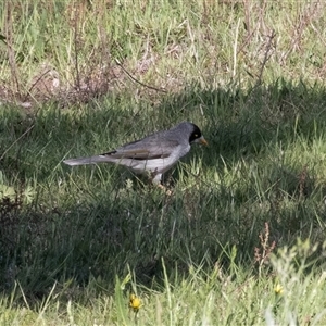 Manorina melanocephala at Hawker, ACT - Today by AlisonMilton