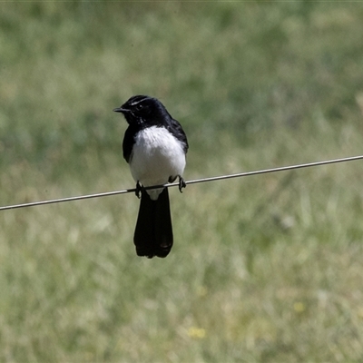 Rhipidura leucophrys (Willie Wagtail) at Hawker, ACT - 14 Oct 2025 by AlisonMilton