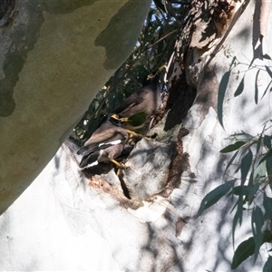 Acridotheres tristis by AlisonMilton