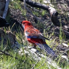 Platycercus elegans at Hawker, ACT - 14 Oct 2025 by AlisonMilton