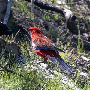 Platycercus elegans at Hawker, ACT - Today by AlisonMilton
