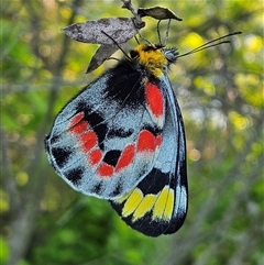 Delias harpalyce (Imperial Jezebel) at Braidwood, NSW - 14 Oct 2025 by MatthewFrawley