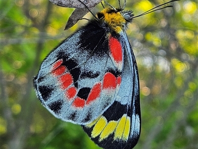 Delias harpalyce (Imperial Jezebel) at Braidwood, NSW - Yesterday by MatthewFrawley