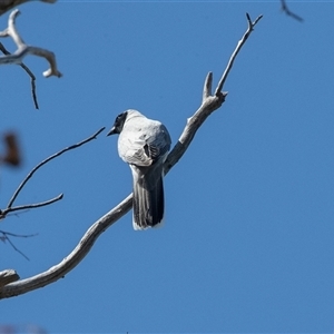 Coracina novaehollandiae at Hawker, ACT - Today by AlisonMilton