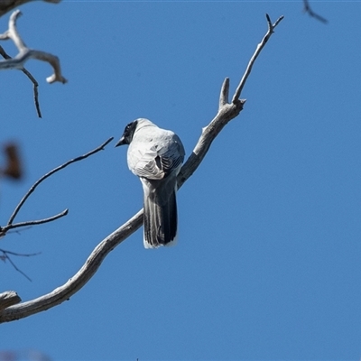 Coracina novaehollandiae at Hawker, ACT - 14 Oct 2025 by AlisonMilton