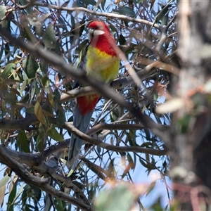 Platycercus eximius at Hawker, ACT - Today by AlisonMilton