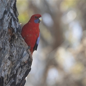 Platycercus elegans at Hawker, ACT - Today by AlisonMilton