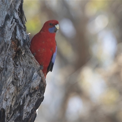 Platycercus elegans (Crimson Rosella) at Hawker, ACT - 14 Oct 2025 by AlisonMilton