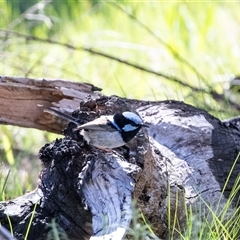 Malurus cyaneus at Hawker, ACT - Yesterday by AlisonMilton