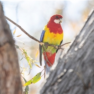 Platycercus eximius at Hawker, ACT - Today by AlisonMilton