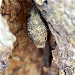 Psychidae (family) IMMATURE at Reid, ACT - 14 Oct 2025 by Hejor1