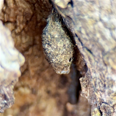 Psychidae (family) IMMATURE at Reid, ACT - 14 Oct 2025 by Hejor1