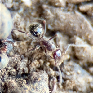 Melophorus hirsutus (Hairy Furnace Ant) at Reid, ACT - Today by Hejor1