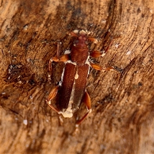 Platisus sp. (genus) at Reid, ACT - Today by Hejor1