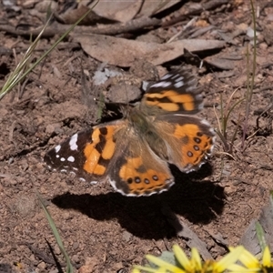 Vanessa kershawi (Australian Painted Lady) at Hawker, ACT - Today by AlisonMilton
