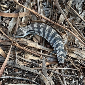 Tiliqua scincoides scincoides at Reid, ACT - Today by Hejor1