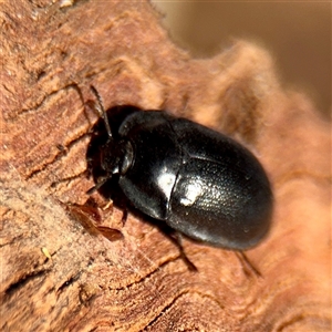 Pterohelaeus (genus) at Reid, ACT - Today by Hejor1