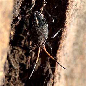 Poecilometis apicalis ssp. apicalis at Reid, ACT - Today by Hejor1