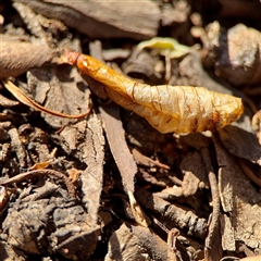 Hepialidae (family) IMMATURE (Unidentified IMMATURE Swift or Ghost Moth) at Reid, ACT - 14 Oct 2025 by Hejor1