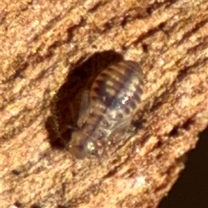 Psocodea 'Psocoptera' sp. (order) at Reid, ACT - Today by Hejor1