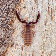 Pseudoscorpiones (order) (False Scorpion, Pseudoscorpion) at Campbell, ACT - 14 Oct 2025 by Hejor1