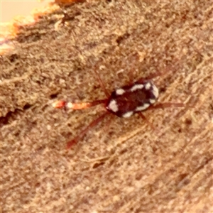 Rainbowia sp. (genus) at Reid, ACT - Today by Hejor1
