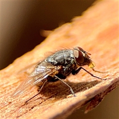 Calliphora sp. (genus) (Unidentified blowfly) at Reid, ACT - 14 Oct 2025 by Hejor1