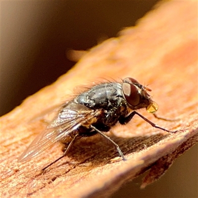 Calliphora sp. (genus) (Unidentified blowfly) at Reid, ACT - 14 Oct 2025 by Hejor1