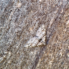 Phrissogonus laticostata (Apple looper moth) at Campbell, ACT - 14 Oct 2025 by Hejor1