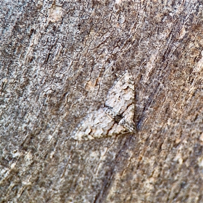 Phrissogonus laticostata (Apple looper moth) at Campbell, ACT - 14 Oct 2025 by Hejor1