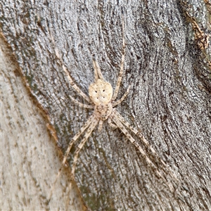 Tamopsis sp. (genus) (Two-tailed spider) at Reid, ACT - Today by Hejor1