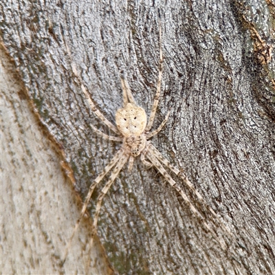Tamopsis sp. (genus) (Two-tailed spider) at Reid, ACT - 14 Oct 2025 by Hejor1