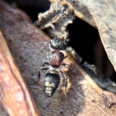 Odontomyrme sp. (genus) (A velvet ant) at Reid, ACT - 14 Oct 2025 by Hejor1