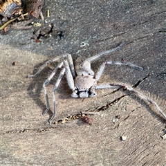 Isopedella pessleri (A huntsman spider) at Reid, ACT - 14 Oct 2025 by Hejor1