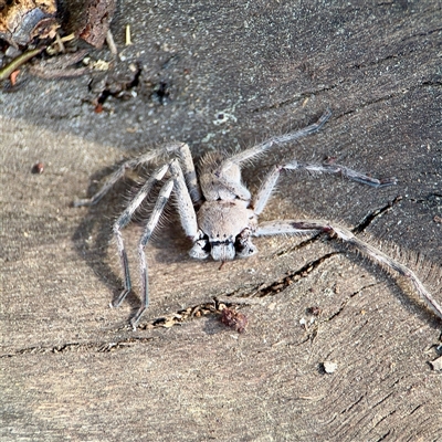 Isopedella pessleri (A huntsman spider) at Reid, ACT - 14 Oct 2025 by Hejor1