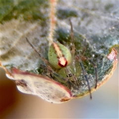 Araneus talipedatus at Reid, ACT - 14 Oct 2025 by Hejor1