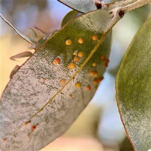 Eucalyptus insect gall at Reid, ACT - Today by Hejor1