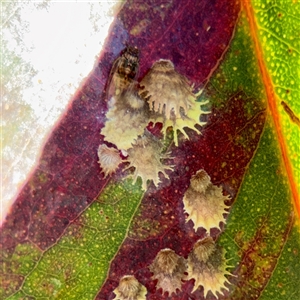 Psyllidae sp. (family) at Reid, ACT - Today by Hejor1