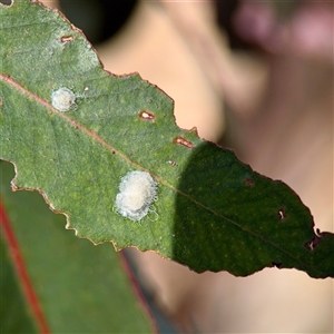 Glycaspis sp. (genus) at Reid, ACT - Today by Hejor1
