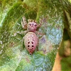 Opisthoncus sp. (genus) (Opisthoncus jumping spider) at Russell, ACT - Today by Hejor1