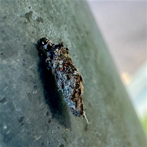 Psychidae (family) IMMATURE at Russell, ACT - Today by Hejor1
