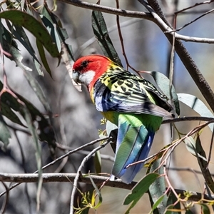 Platycercus eximius at Hawker, ACT - Today by AlisonMilton