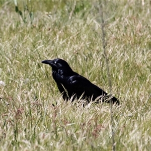 Corvus coronoides at Hawker, ACT - Today by AlisonMilton